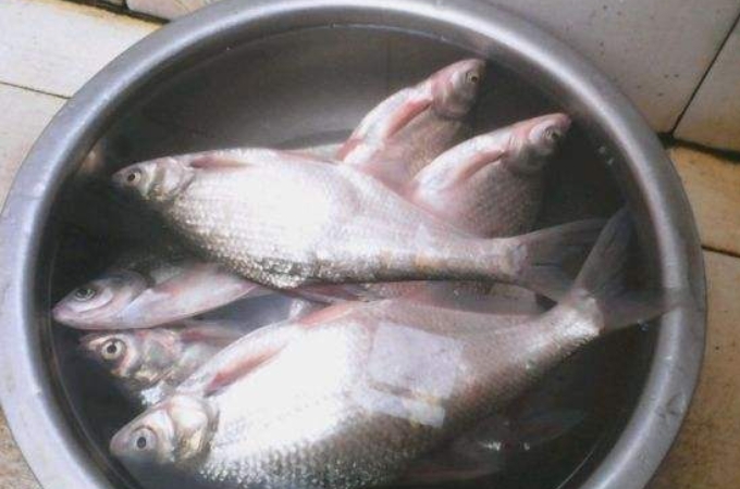 夏季钓鳊鱼怎么上鱼快,钓鳊鱼的绝招准吗