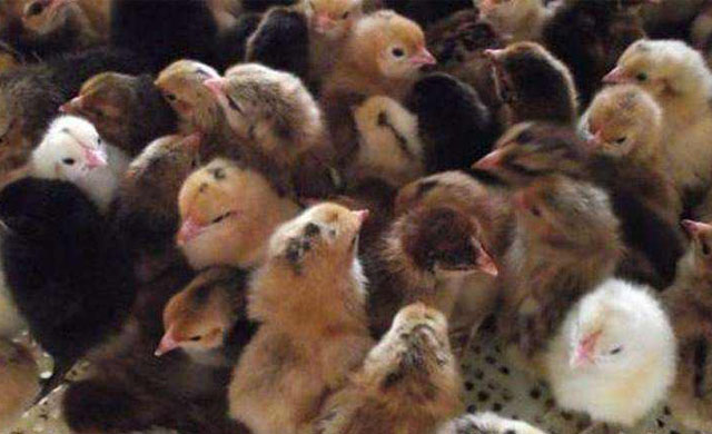 小鸡糊肛喂点什么药,小鸡糊肛的解决方法视频