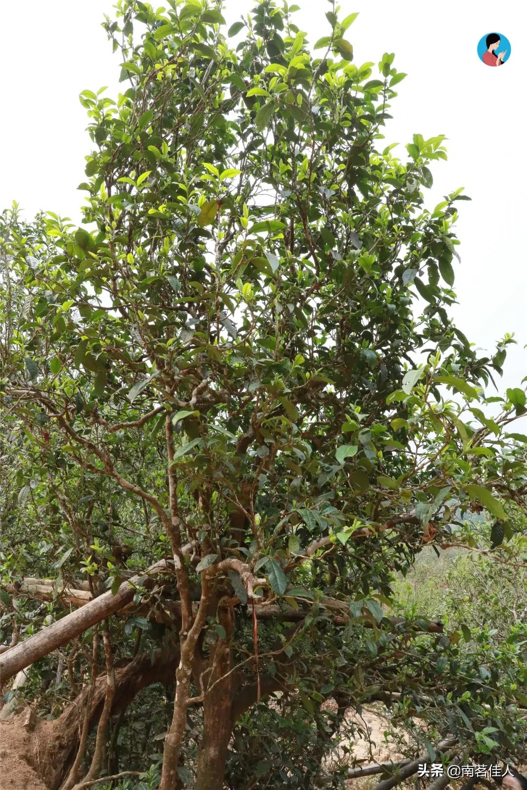 冰岛五寨糯五价格,冰岛五寨谁最有性价比