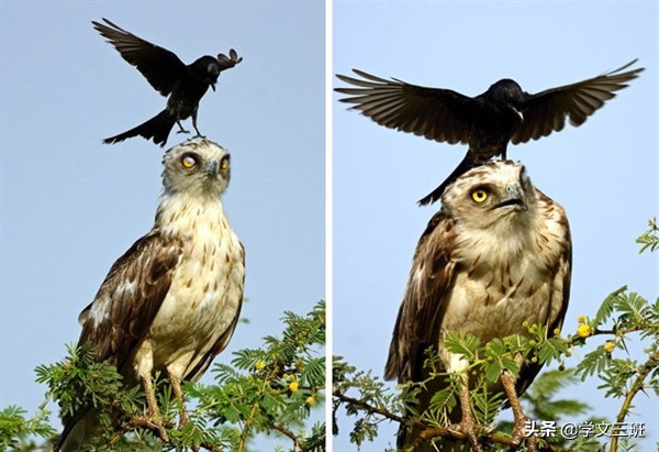 同样是鸟,为啥乌鸦能这么流氓?