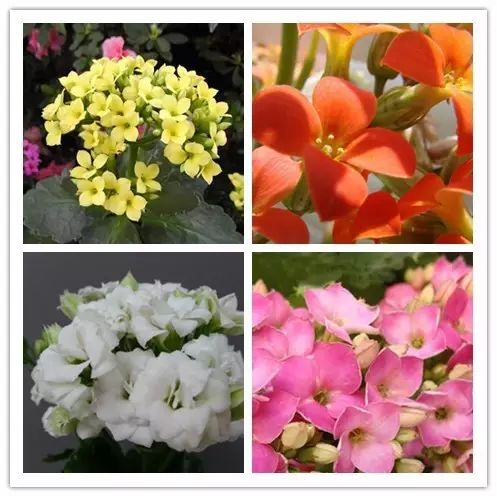 北方喜阴的室内植物花卉有哪些,喜阴耐寒的室外花卉植物有哪些