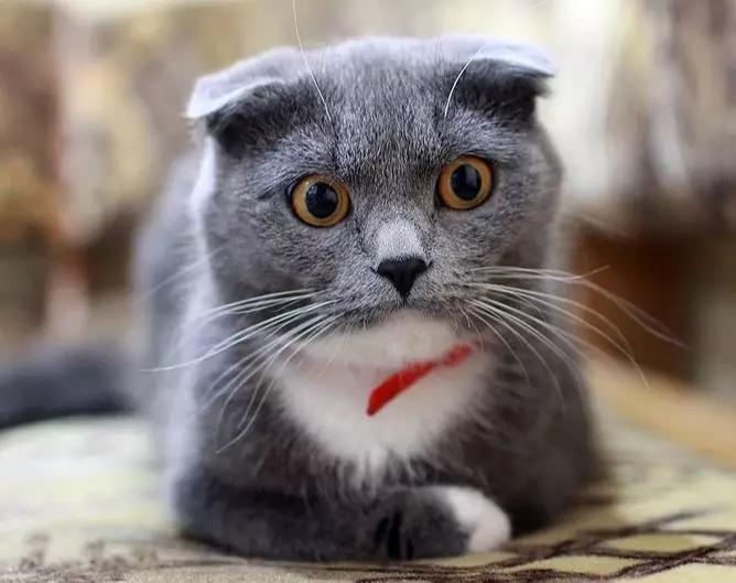 做不成风口上飞起的“猪”，这波操作骑“猪”飞行