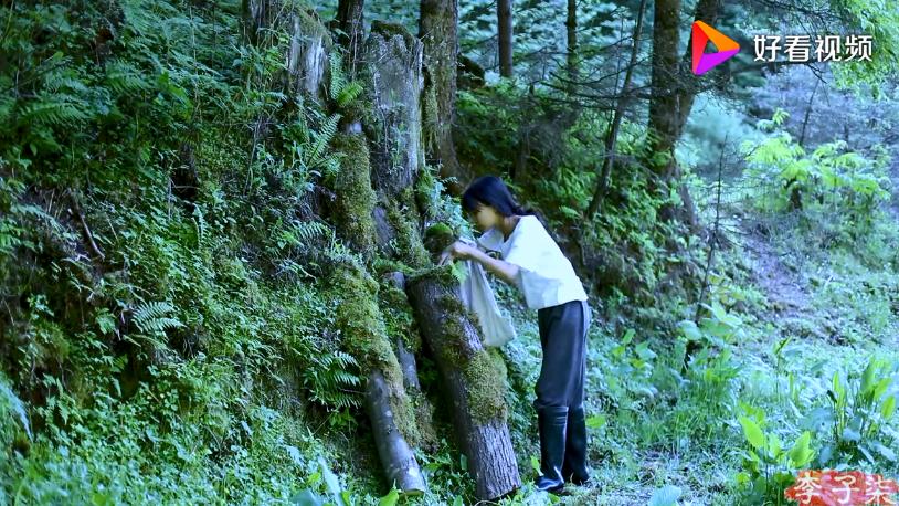 常见的蘑菇和菌菇,蘑菇种类的家常做法