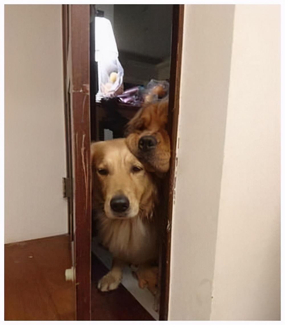 主人收拾两只犯错的狗,主人犯错金毛开启护娃模式