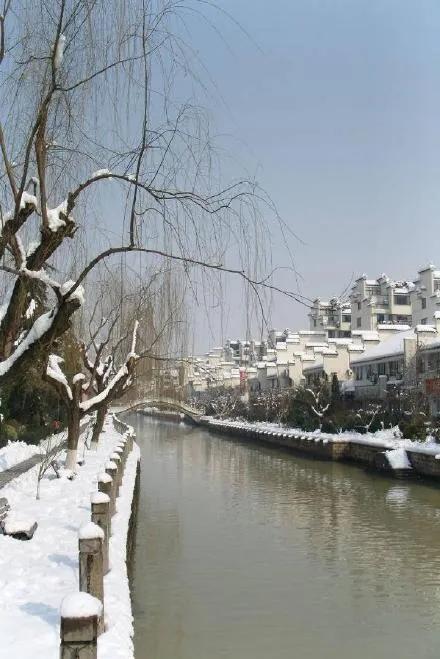 雪中一点红,雪中梅花一片红