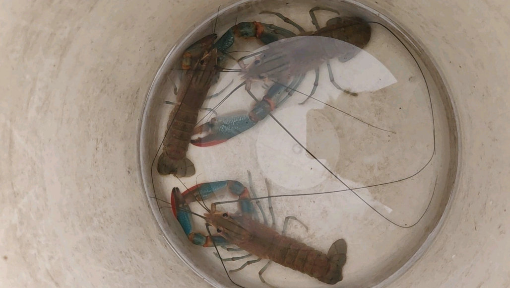 彩色大虾,广东水库彩色斑点小鱼