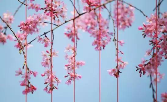 家养花卉摄影构图教程集锦,相机拍花卉拍照技巧和构图