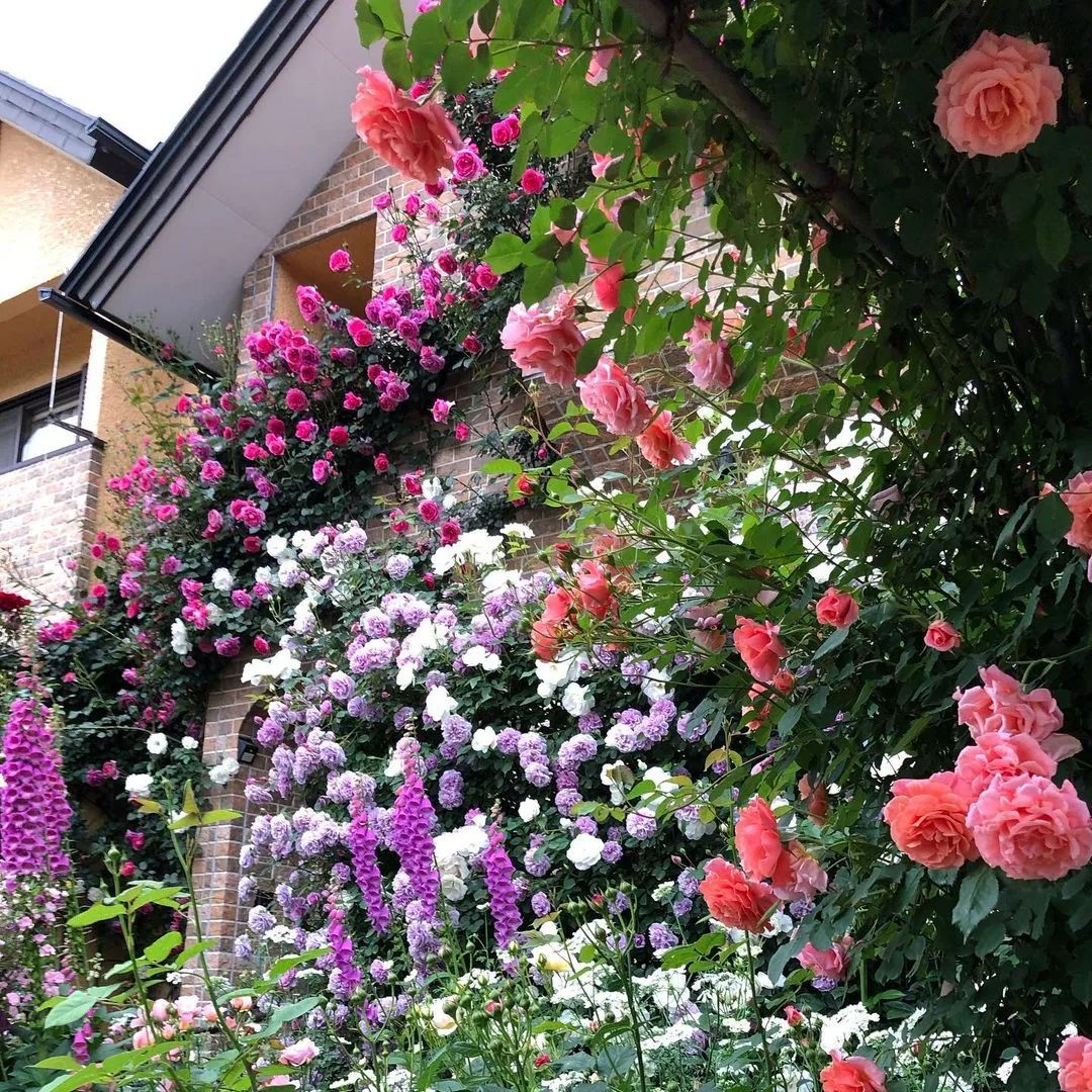 太毒了！“别人家”的月季花园，美到让人窒息