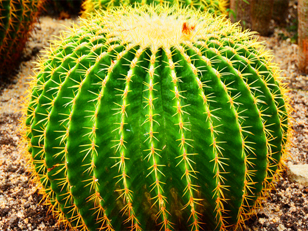 仙人球烂根了怎么处理,仙人球烂根的原因和解决方法