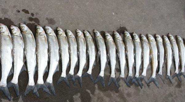 路亚怎么样才能在自然水域钓上鱼,路亚到底怎么样才能钓到鱼