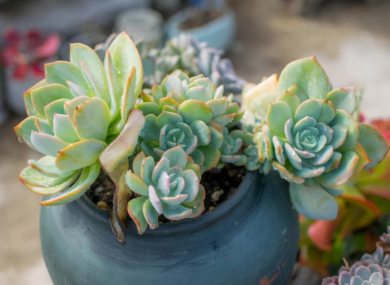这3款多肉好养易活,这三种多肉不养成盆景就浪费了