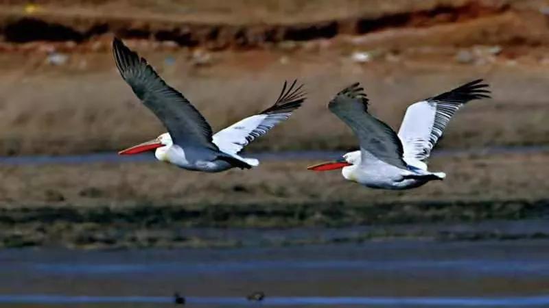 朔州：鹈鹕惊现东榆林