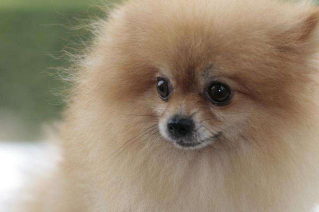 博美太皮太闹腾怎么办,博美粘人的表现有哪些