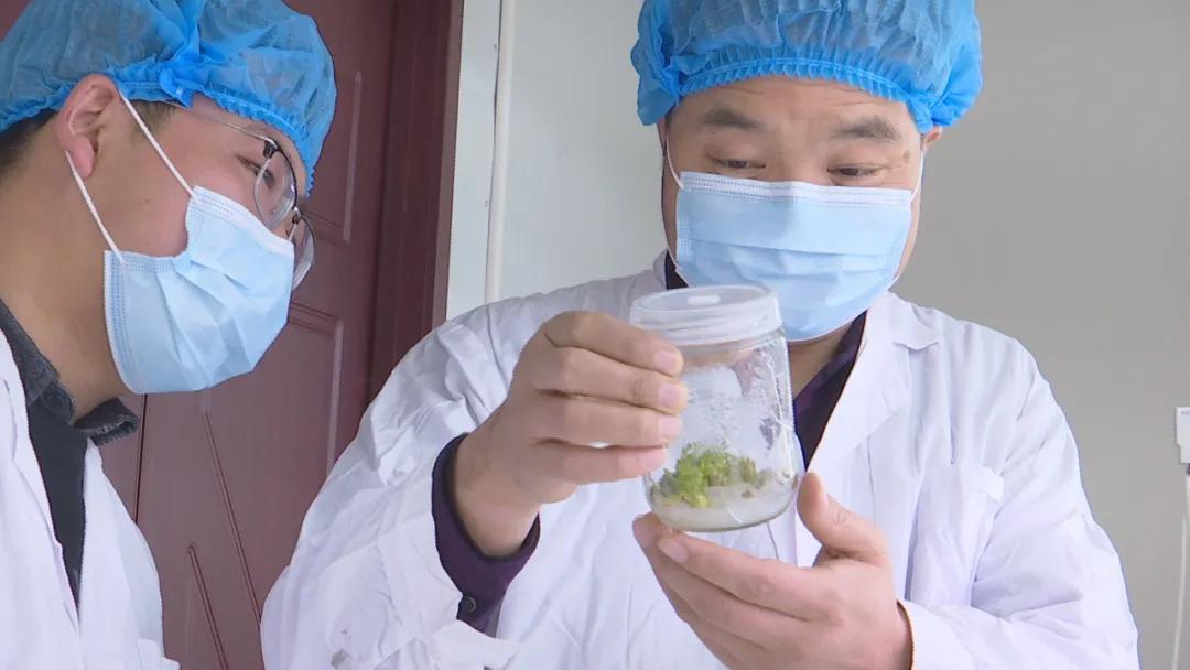 韩城花椒栽培 (韩城花椒太空育苗)