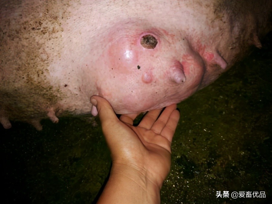 母猪乳腺炎的防治方法,母猪乳房炎防治及措施