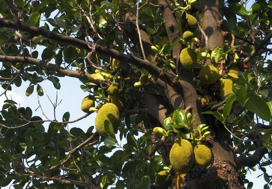 种植菠萝蜜如何使菠萝蜜更甜,菠萝蜜是减肥的还是增肥的