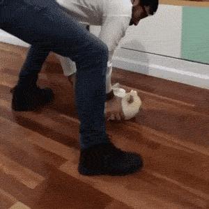 你根本不知道，养只猫有多幸福！