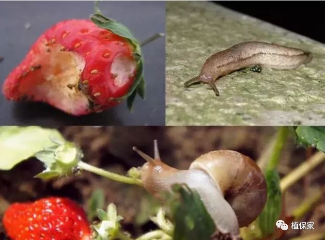 草莓常见病虫害图谱,草莓病虫害图片大全集