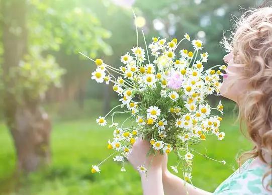 每日送花花语,花语大全送花的讲究