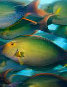 十大最好看的观赏鱼图片大全,十种最漂亮的观赏鱼图片