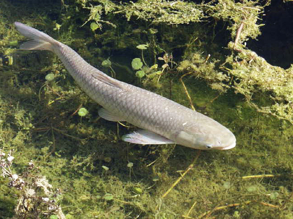 常见水生鱼类图册,水生动物大全