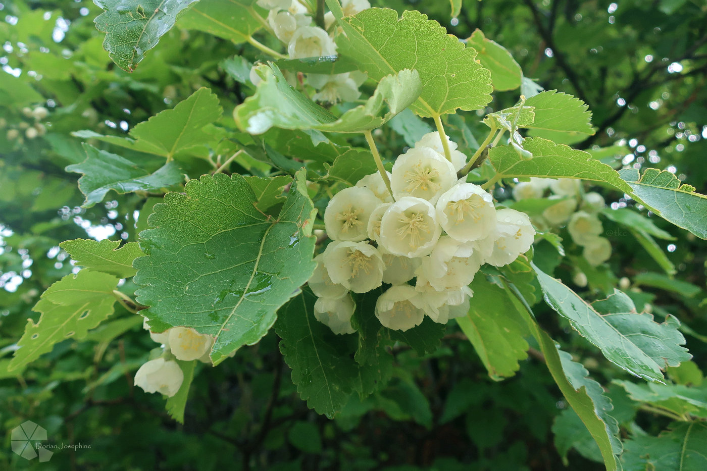 新西兰南岛一日游,新西兰南岛旅游地图