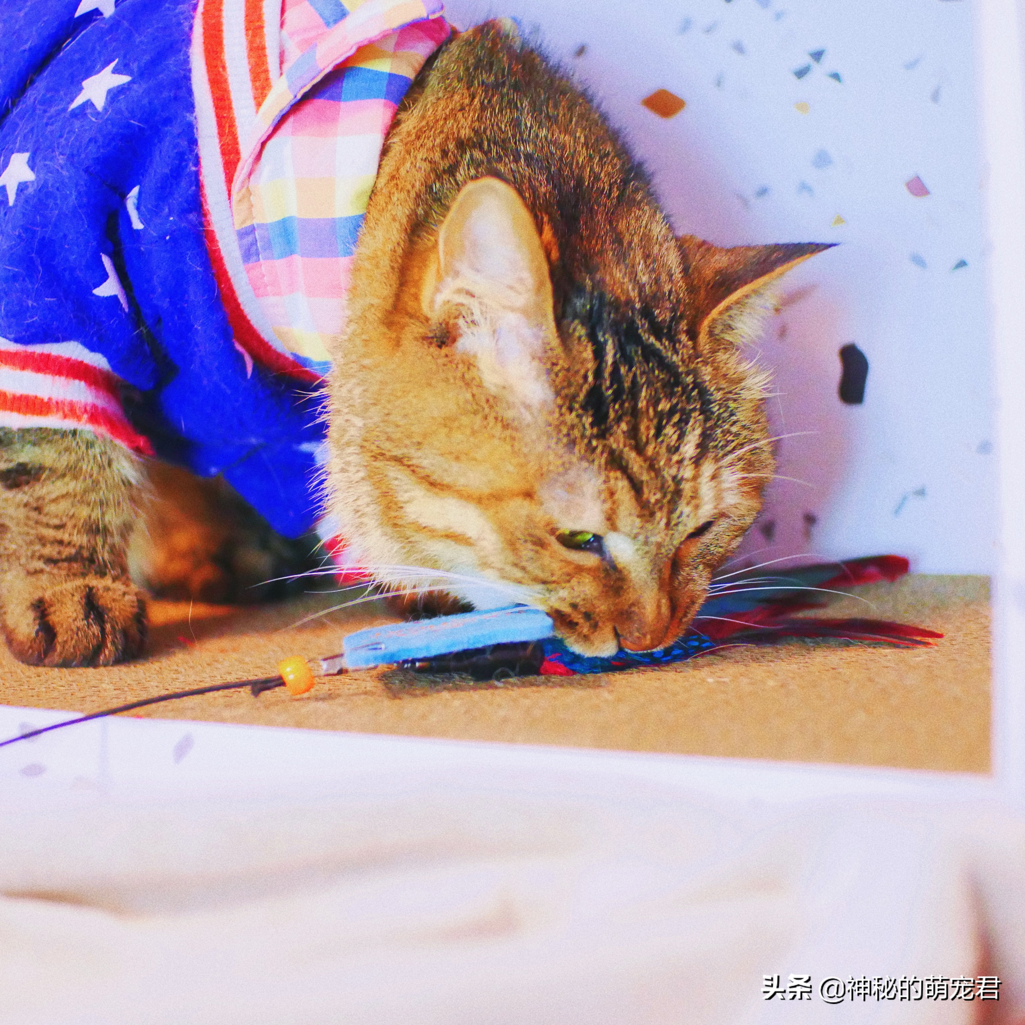 什么逗猫棒猫咪会玩,怎么做猫咪玩的逗猫棒