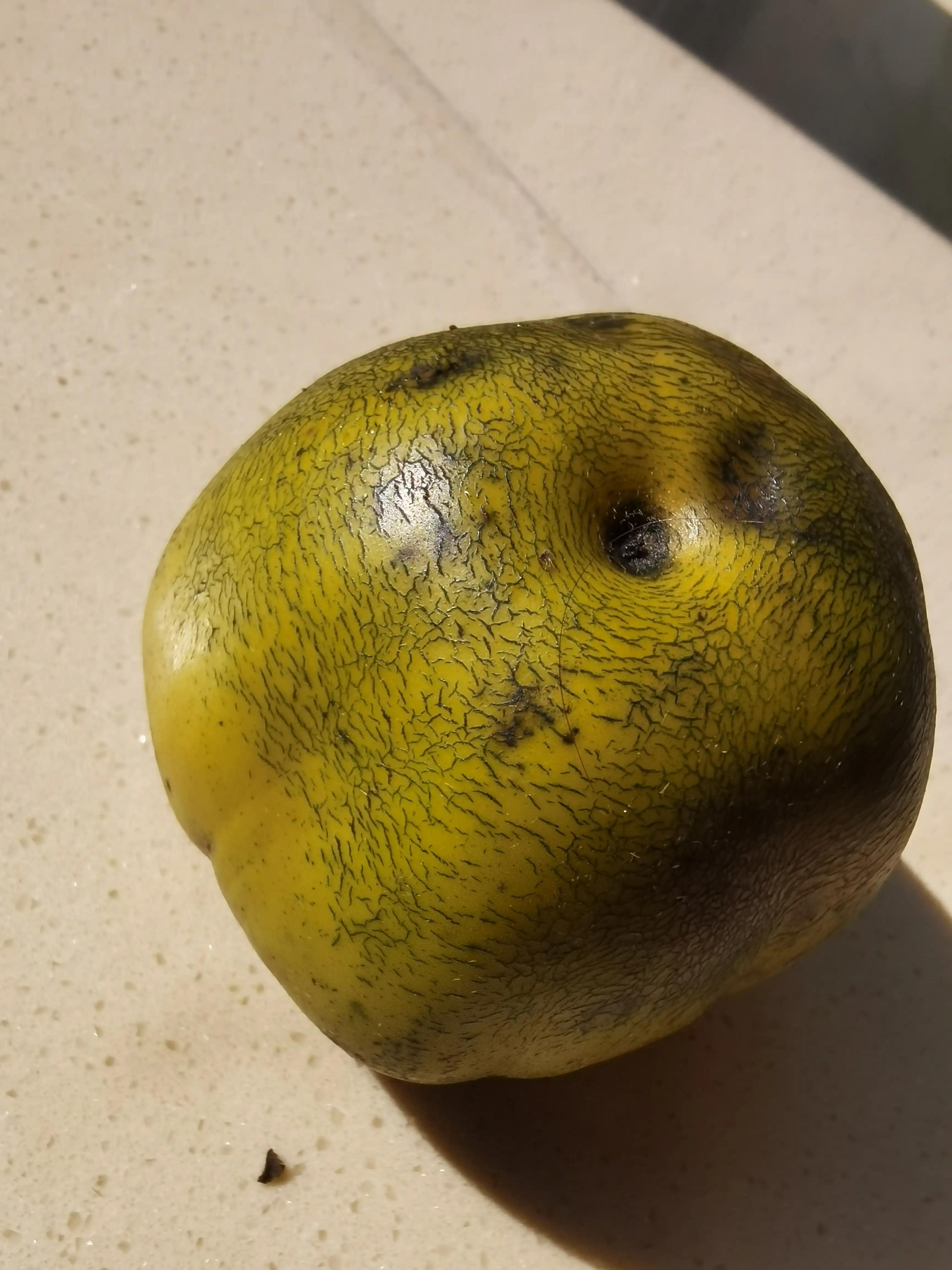 甜柿子和涩柿子野柿子树区别,冻柿子是熟柿子还是生柿子