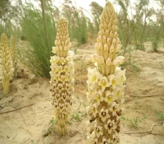 知道家乡的特产怎么发朋友圈,知道自己地区的特产吗