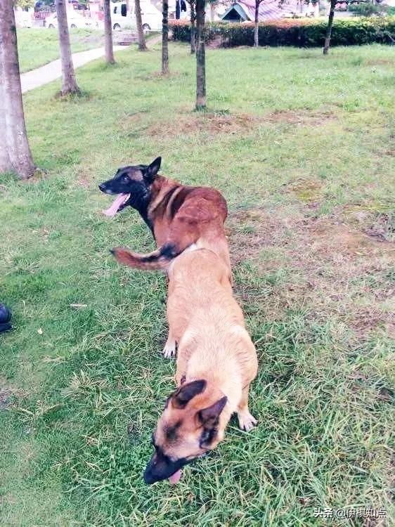 为什么两只狗狗尾巴缠在一起,为什么两只狗狗分不开