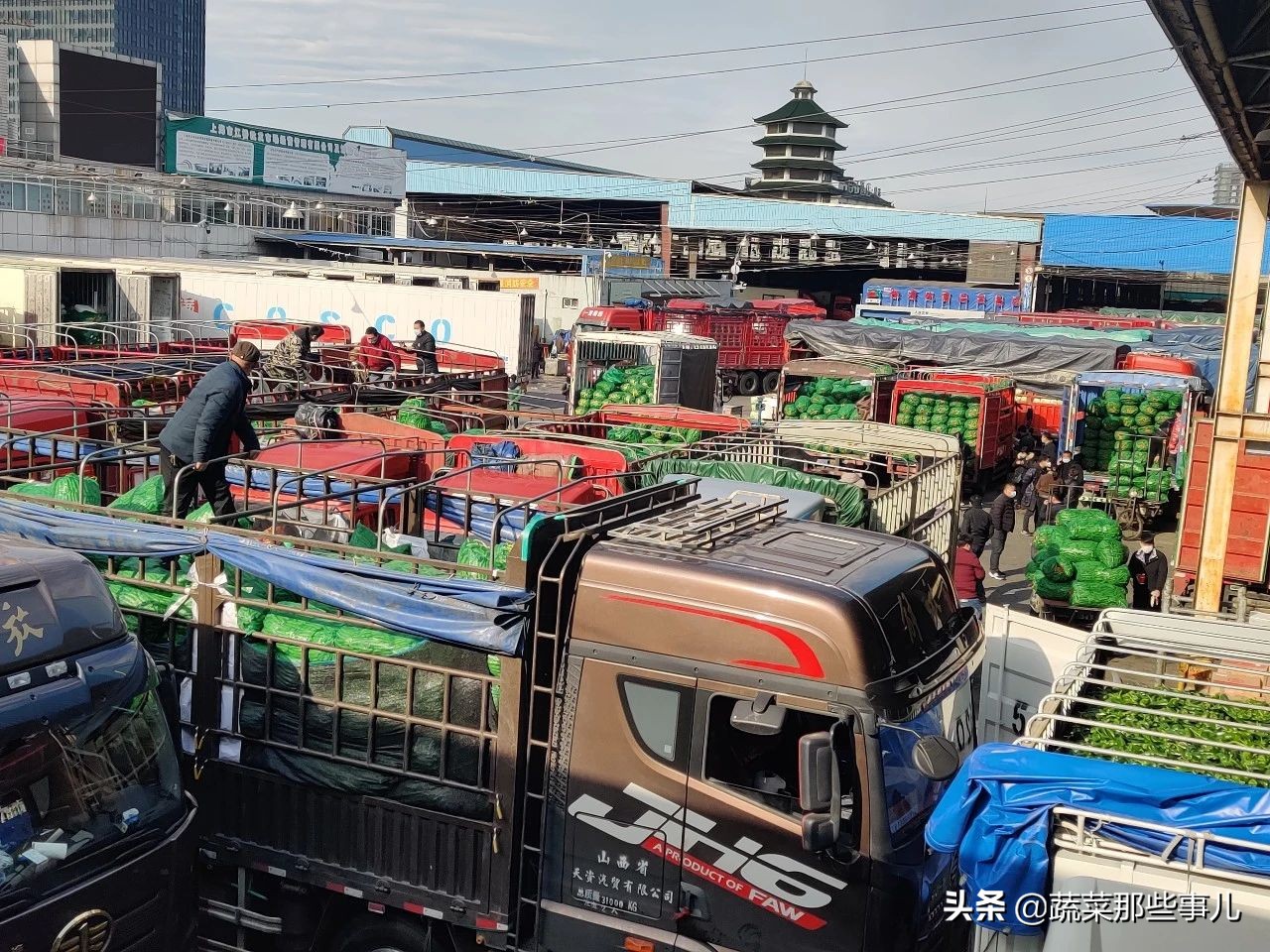 今日上海江桥带壳鲜蚕豆批发价,上海江桥蔬菜批发市场运输蚕豆