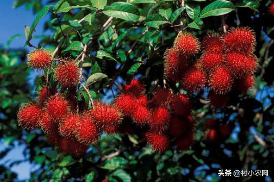 农村最快最赚钱的果树,三农种植致富技术果树