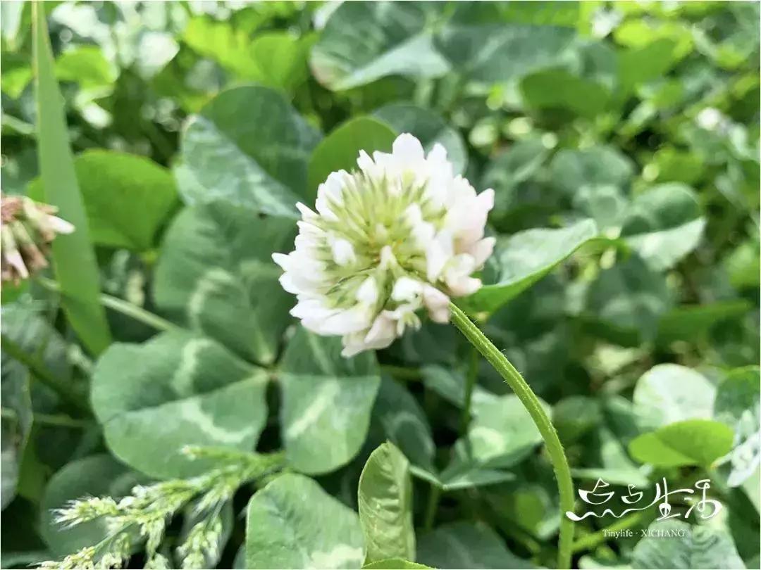 西昌春天一定不能错过的美景,不来黄山你永远不知道有多美