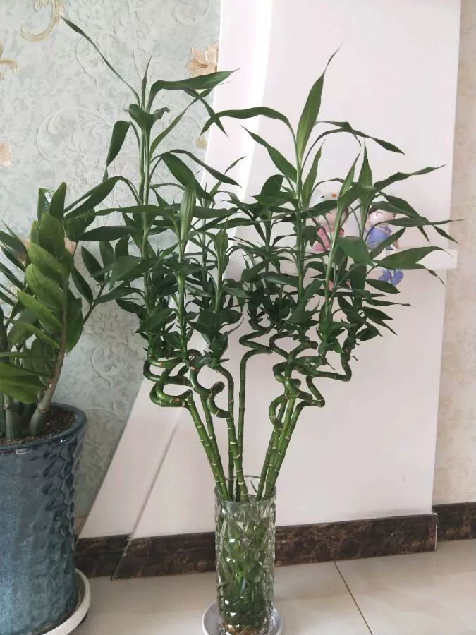 几种竹子,20种竹子种类大全及图片