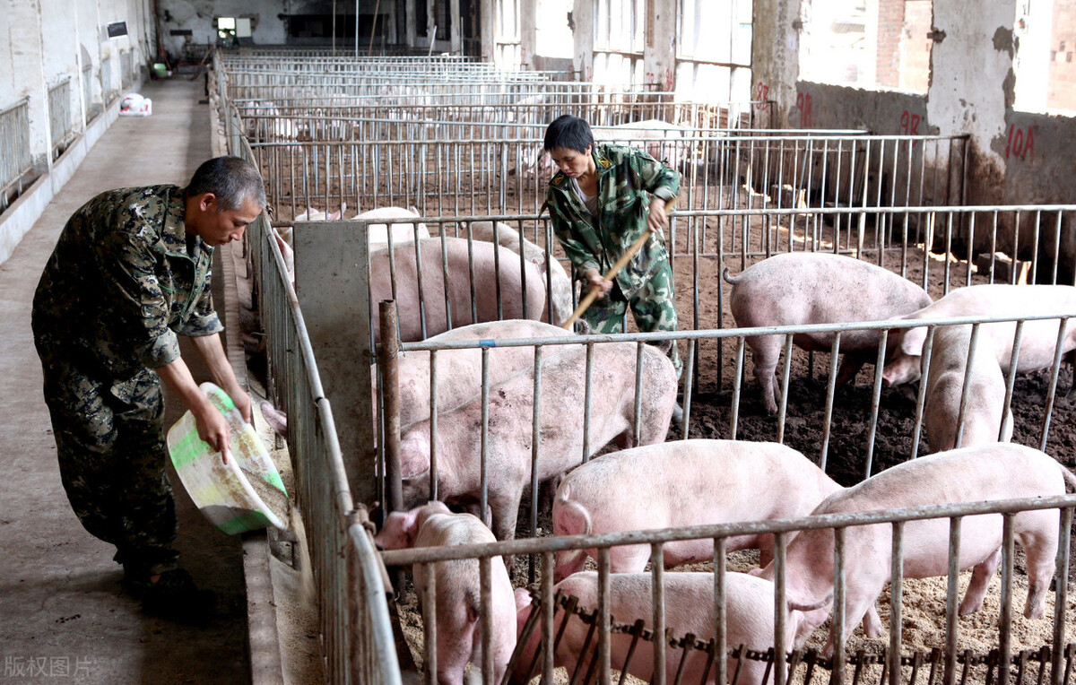 猪价上涨猪企存在机会,猪价走势微调后市上涨迹象明显