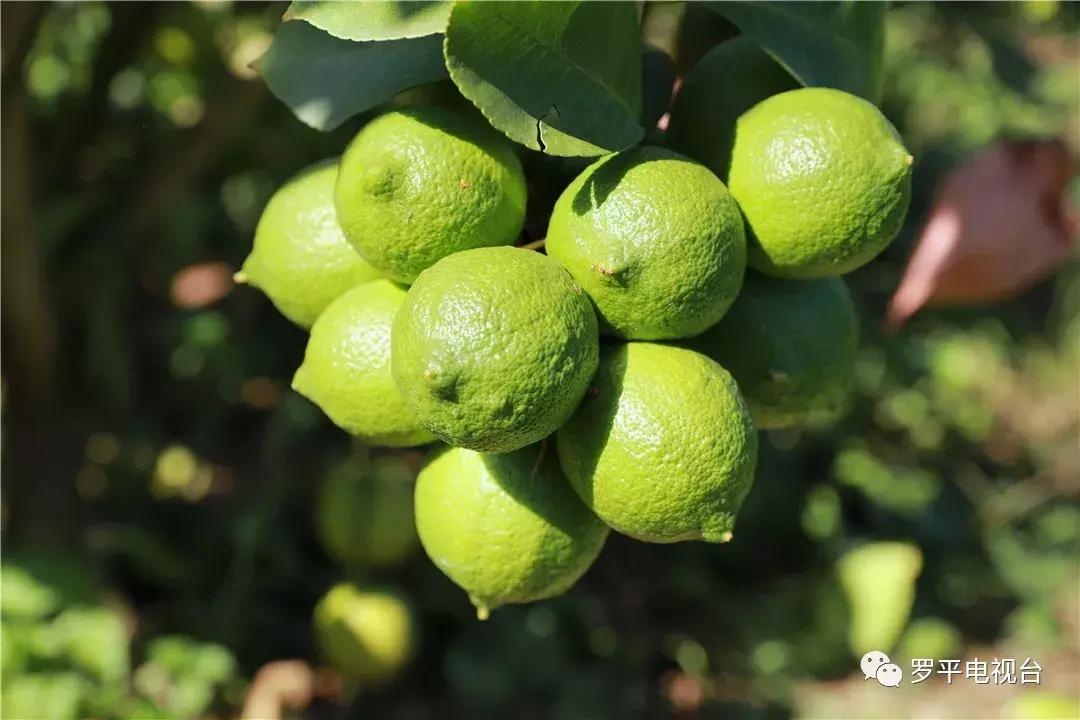 好消息！罗平鲁布革千亩柠檬丰收登上中央电视台！