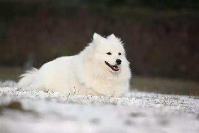 45种狗狗,45种狗狗很难得一见你认识几种