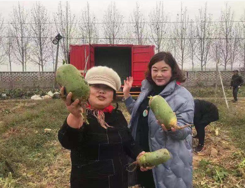 农村生活新鲜采摘纯天然绿色蔬菜,自家菜地里采摘天然无公害的蔬菜