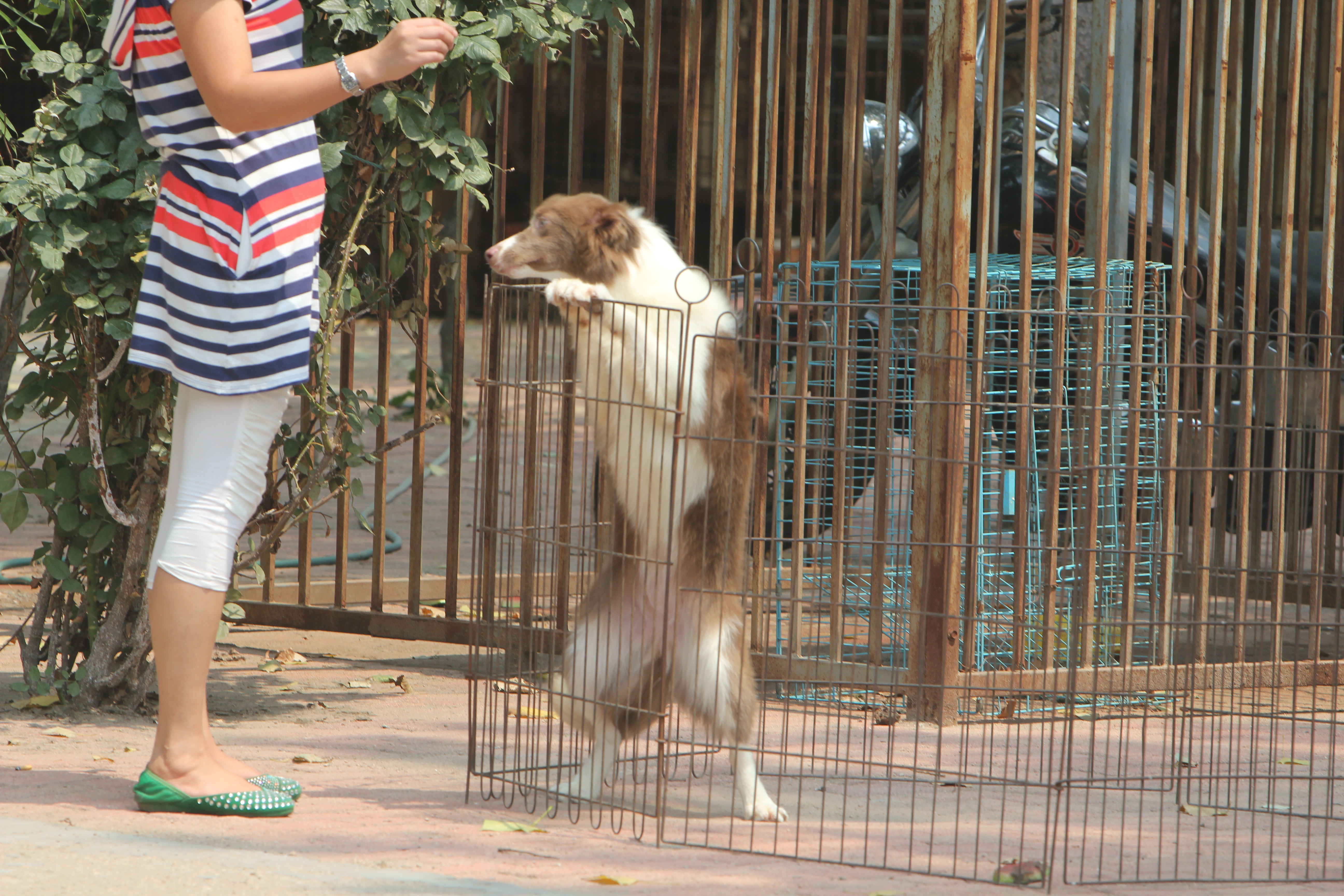 西安边境牧羊犬领养,领养边境牧羊犬幼崽