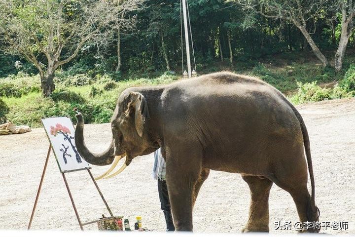 亚洲象繁殖需要什么条件,亚洲象为什么不能繁殖后代