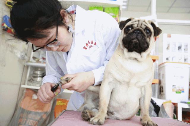十大不建议去的宠物医院,宠物医院看病坑吗