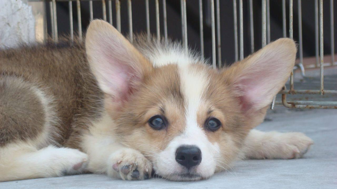 狗狗库欣病如何治疗,狗狗得库欣氏综合征吃啥药