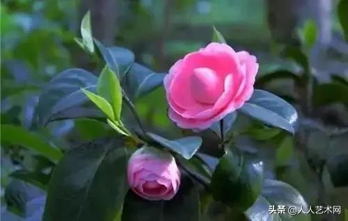 全国56市市花太美了的视频,中国56市市花图片
