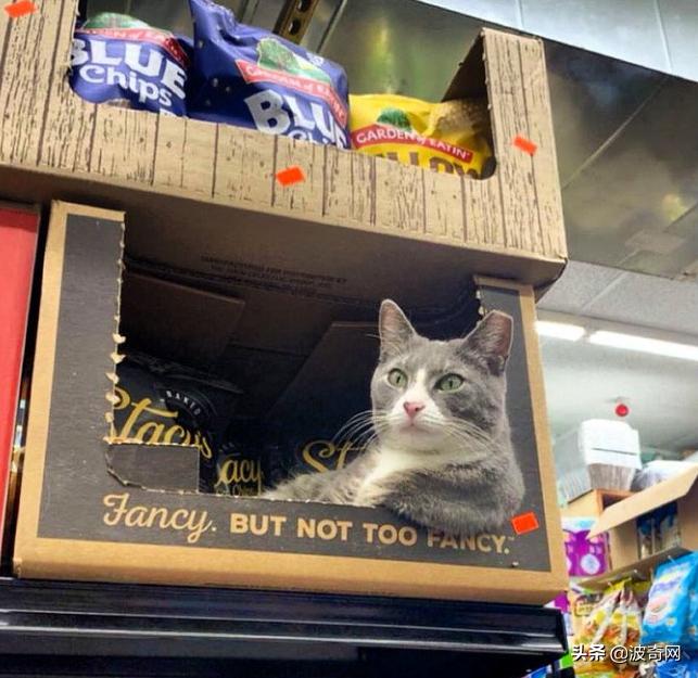 很火的宠物猫名字有哪些,比较出名的宠物猫店铺名字