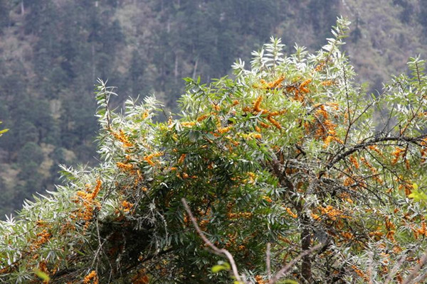 女性气色不好脸色发黄,脸色发黄怎么补气血