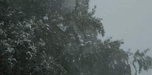 毛*东泽**诗词中的花草树木