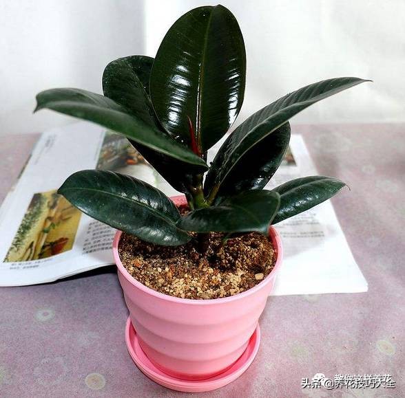 养花必备四种调料,养花最好的4种料