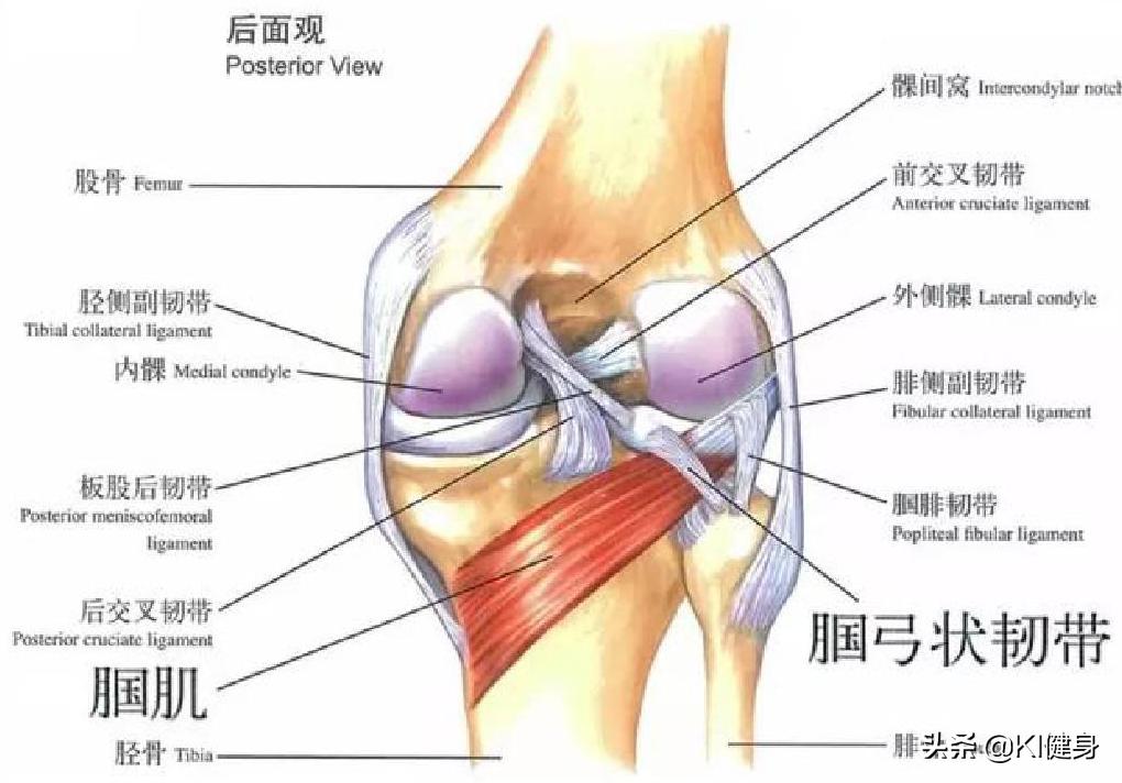 膝关节和小腿后侧疼痛是怎么回事,大腿膝关节后侧疼痛是不是缺钙