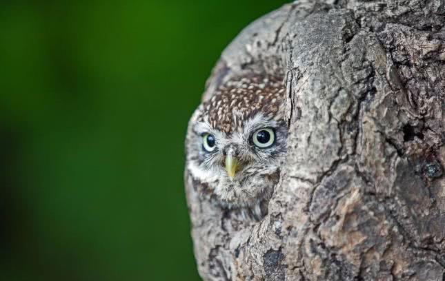 大自然伪装动物,为什么各种动物有自己的特点