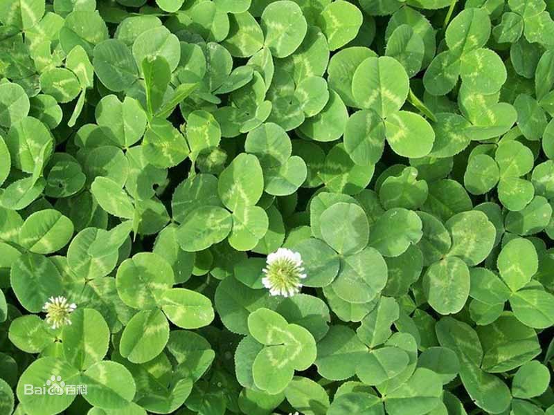 三叶草的根是水晶萝卜能吃吗,三叶草的果子